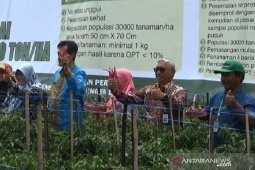 Kementan luncurkan program proliga untuk dongkrak produksi cabai nasional