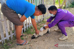 Gorontalo masih miliki cukup stok vaksin anti-rabies