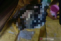 Warga temukan mayat tidak utuh diduga dimangsa buaya