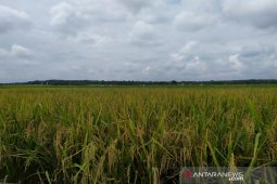 Bulog Sumut tidak pasok beras antarpulau