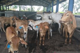 Kementrian Pertanian bantah sapi indukan bantuan terkena malnutrisi
