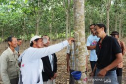 Program pengembangan karet unggul hasilkan getah berkualitas