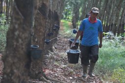 Pabrik pengolahan karet di Sumatera Selatan kebingungan cari bahan baku