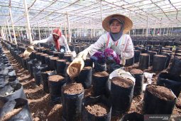 Upaya meningkatkan produksi kopi
