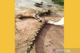 Tiga kambing jadi mangsa piton