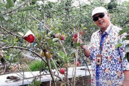 Sindang Dataran disiapkan jadi pengembangan tanaman apel