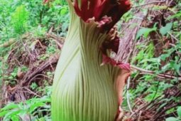 Bunga bangkai raksasa yang tumbuh di kebun warga di Agam mulai mekar