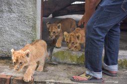 Polisi tangkap dua tersangka jaringan penyelundup bayi singa