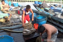 Harga ikan gabus  capai Rp90.000 per kilogram
