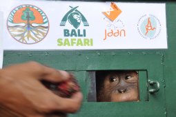 BKSDA Sumut jemput Orangutan "Bonbon" untuk direhabilitasi
