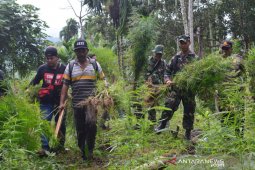 TNI-Polri musnahkan lima hektare ladang ganja di Aceh Utara
