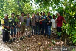 PT Timah tanam pohon perindang di Teluk Rubiah