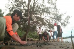 DKP Mukomuko batal tanam mangrove di pantai kritis