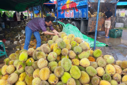 Kota Pontianak, Kalbar "banjir" durian jadi berkah bagi petani dan penjual