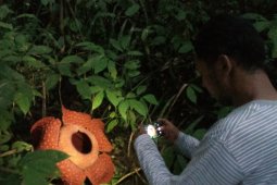 Raflesia ditemukan di 14 kabupaten/kota di Sumbar