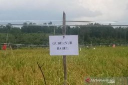 Gubernur Babel bersama petani Kota Kapur panen padi 80 hektare