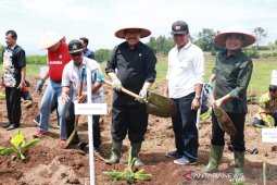 Wagub tanam pisang perdana untuk kawasan hortikultura nasional