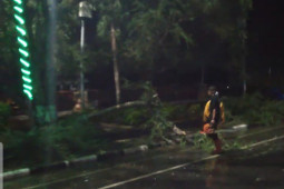 Banyak pohon tumbang akibat hujan lebat