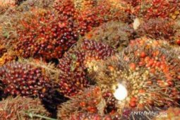 Harga TBS kelapa sawit Kaltim mengalami kenaikan