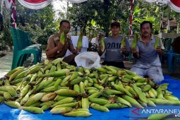 Kelompok Wanita Tani Sungaiselan kembangkan tanaman pangan