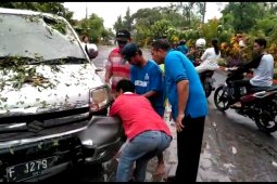 Sebuah mobil tertimpa pohon tumbang karena angin kencang