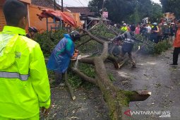 Ada pohon tumbang, jalan raya Sukabumi-Cianjur sempat terputus