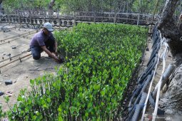 Pembibitan mangrove