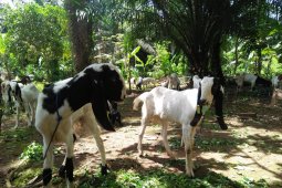 Petani Mukomuko dapat bantuan pengembangan kambing