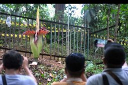 Bunga bangkai mekar di Bogor