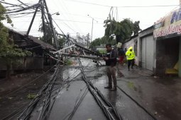 Sejumlah pohon dan tiang listrik di Sidoarjo tumbang diterjang angin kencang