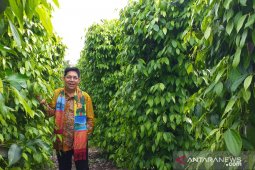 Dubes sebut negara di kawasan Afrika Barat mau impor lada hitam