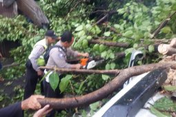 Sebuah mobil tertimpa pohon tumbang di Sidoarjo, pengemudi terluka