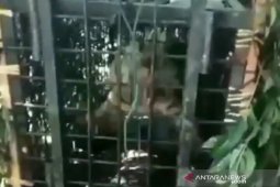 Video harimau tertangkap beredar di medsos, BKSDA Sumsel: Tetap waspada, itu bukan di Sumatera Selatan