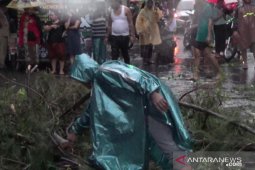 Tertimpa pohon tumbang, suami istri meninggal dunia