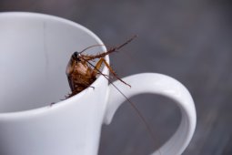 Susu kecoa menjadi "superfood" yang dinilai bergizi