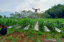 Hama ulat grayak serang tanaman jagung di Kabupaten Garut