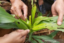 520 hektare tanaman jagung di Garut terserang hama, kerugian ditaksir Rp2,3 miliar