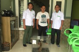 Warga Labura serahkan kucing kuwuk secara sukarela ke BBKSDA Sumut