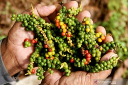 Luwu Timur ekspor lada putih ke China di tengah pandemi COVID-19