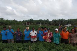 Pemkab Bangka Tengah  dorong petani budidayakan cabai merah