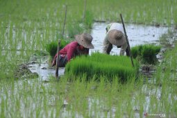 Target produksi padi 2020