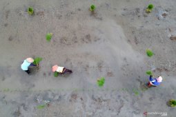 Kementan dukung BUMN cetak lahan rawa untuk pertanian