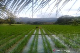 PPL Lantosan Rogas Tapsel berhasil mengubah mindset petaninya