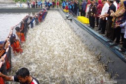 Panen raya udang vanname