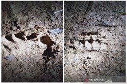 Warga Desa Malombu Tapsel resah karena ternak mereka diteror beruang