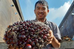 Harga sawit di Mesuji naik