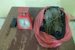Polres Simalungun tangkap "pengedar" ganja di Simalungun
