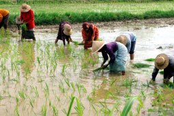 Petani Abdya kejar waktu tanam padi rendengan