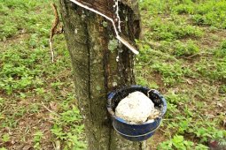Harga getah karet naik di Mesuji