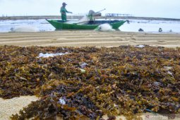 Peneliti TII: Pengerahan nelayan Pantura berpotensi picu konflik horizontal